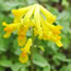 Corydalis lutea